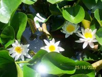 Water Lilies 1.jpg