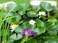 Water lily and Iris 1.jpg