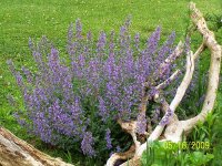 Catnip 1.jpg