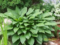 Hosta 2.jpg