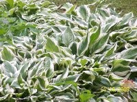 Hostas 3.jpg