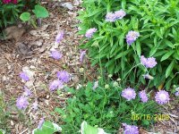 Pinchusion flower 2.jpg
