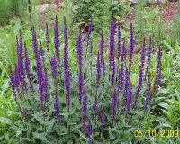 Speedwell 3.jpg