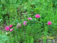 Rose deep pink 2.jpg