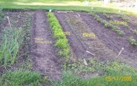 garden2009.jpg