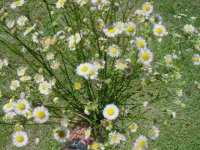 MOMS FLOWERS 001.JPG