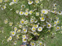 MOMS FLOWERS 002.JPG