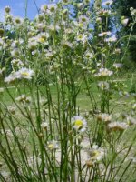 MOMS FLOWERS 003.JPG