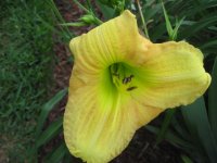Bi Color Daylily (2).JPG