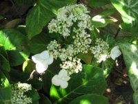 Queens Lace Hydrangea.jpg