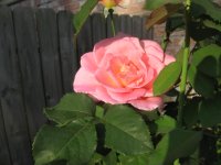 Tiffany Rose.JPG