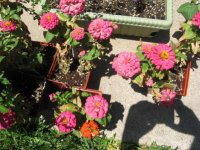Assorted Zinnias.jpg