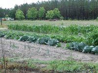 tn_garden 028.JPG