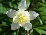 tn_white with sunny face.jpg