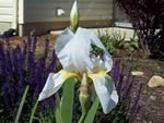 tn_White Iris.jpg