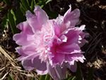 tn_Pink Peony.jpg