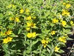 tn_Loosestrife.jpg