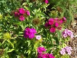 tn_Sweet William.jpg