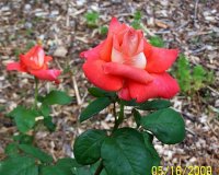 Rose orange 3.jpg