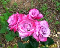 Rose pk 2.jpg