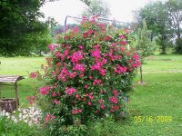 Roses on trellis 2.jpg