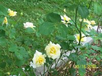 Roses yll bush 1.jpg