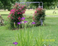Roses on trellis 4.jpg