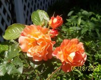 Roses peach 3.jpg