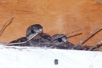 Baby Doves 1.jpg
