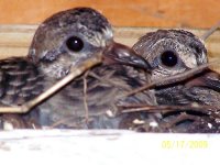 Baby Doves 2.jpg