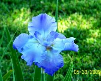 Iris blue 1.jpg