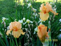 Irises orange 1.jpg