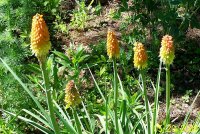 Red Hot Poker 3.jpg