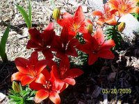 Lilies Border 12.jpg