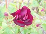 tn_the rose formerly known as Sundance.jpg
