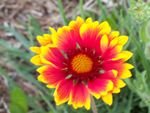 tn_Gaillardia.jpg