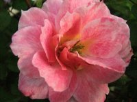 1stbloom09 .jpg