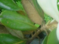 Honey 014.JPG