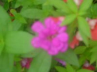 Honey 026.JPG