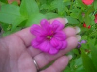 Honey 028.JPG
