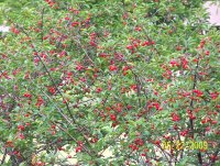Cherry tree 3.jpg