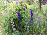 Garden 3.jpg