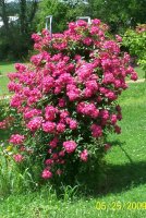 Rose bush.jpg