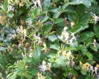 Honeysuckle.jpg