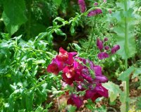 Snapdragons 1.jpg