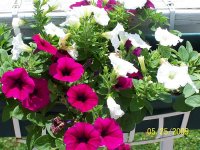 Wave Petunias 1.jpg