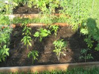 peppers and tomatoes.jpg