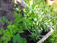 tn_tomatoes and bush beans.JPG