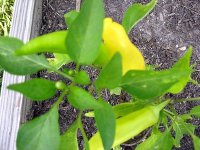 tn_hot banana peppers.JPG