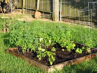 tn_raised bed #1.JPG